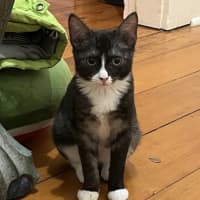 Photo of Sage