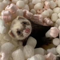 Photo of Fig, Anthea & Danger Mouse