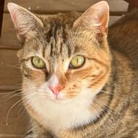 Photo of Dusky Star