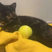 Photo of Duchess & Marie 👑🎀