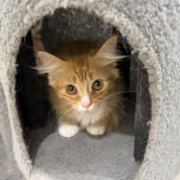 Photo of Dorito