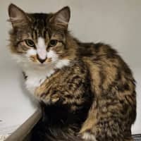 Photo of Purrlock Holmes