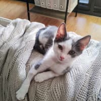 Photo of Izzy