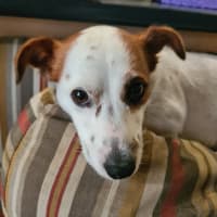 Photo of Dezman   4 Year Old Jack Russell Terrier