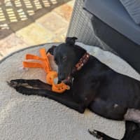 Photo of Bronte, Young Greyhound