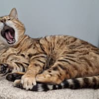 Photo of Neil Catrick Harris