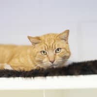 Photo of Mister Mister