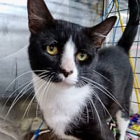 Photo of Smudge