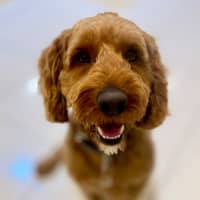 Photo of Rusty