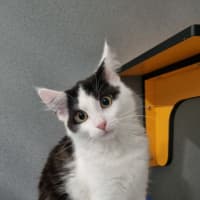 Photo of Peanut