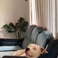 Photo of Pickle