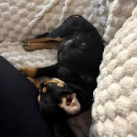 Photo of Maverick