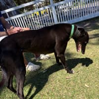 Photo of Nosey