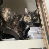 Photo of Heidi Meet Me At Petstock Chelsea Store