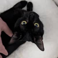 Photo of Macavity