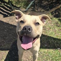 Photo of Odie (67245)