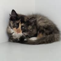 Photo of Padme