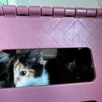 Photo of Nutmeg & Cinnamon