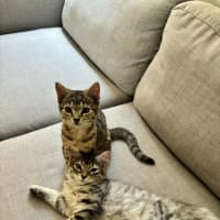 Photo of Lily   In Foster Care In Richmond