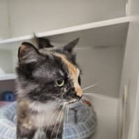 Photo of Mixie 