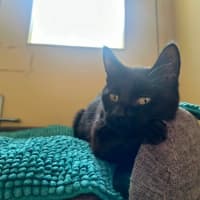 Photo of Violet