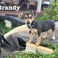 Photo of Nala, Brandy And Cookie