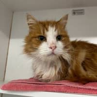 Photo of Simba