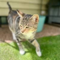 Photo of Dahlia