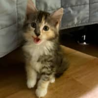 Photo of Ember