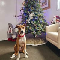 Photo of Gidget *$350 Adoption Fee*