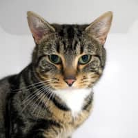 Photo of Beaver Sta012863