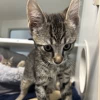 Photo of Simba
