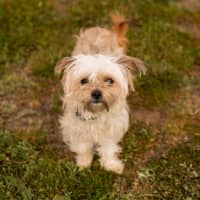 Photo of Ruby