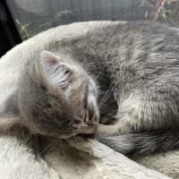 Photo of Lily   Located In Bentleigh East