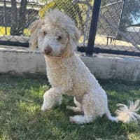 Photo of Sadie