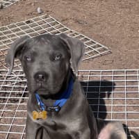 Photo of Enzo