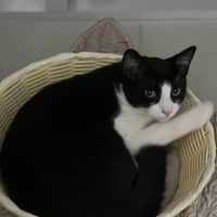 Photo of Achilles