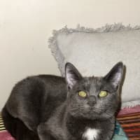 Photo of Bear