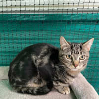 Photo of Aeson ** 2nd Chance Cat Rescue **
