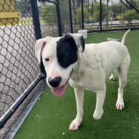 Photo of Wallace Imp 1417