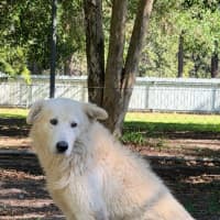 Photo of Caesar