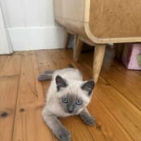 Photo of Upsy Daisy