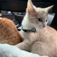 Photo of Mochi & Maple * 9 Lives Project Rescue*