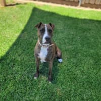 Photo of Rosie