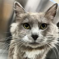 Photo of Meow Ly Cyrus