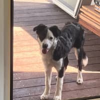 Photo of Coco   4 Month Old Border Collie