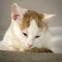 Photo of Chester
