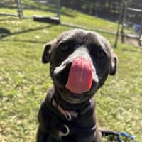 Photo of Rosie