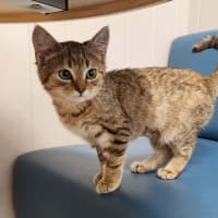 Photo of Jory (On Display At Vets On Parker, Templestowe)