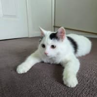 Photo of Wasabi